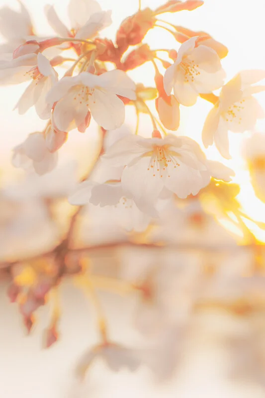 無料スマホ壁紙 夕陽に照らされる桜。AndroidとiPhoneに対応した4K高画質の無料待ち受け画像。三重県鈴鹿市の石垣池公園で撮影したフリー写真素材