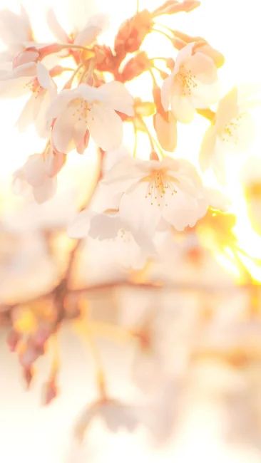 無料スマホ壁紙 夕陽に照らされる桜。AndroidとiPhoneに対応した4K高画質の無料待ち受け画像。三重県鈴鹿市の石垣池公園で撮影したフリー写真素材