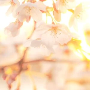 無料スマホ壁紙 夕陽に照らされる桜。AndroidとiPhoneに対応した4K高画質の無料待ち受け画像。三重県鈴鹿市の石垣池公園で撮影したフリー写真素材