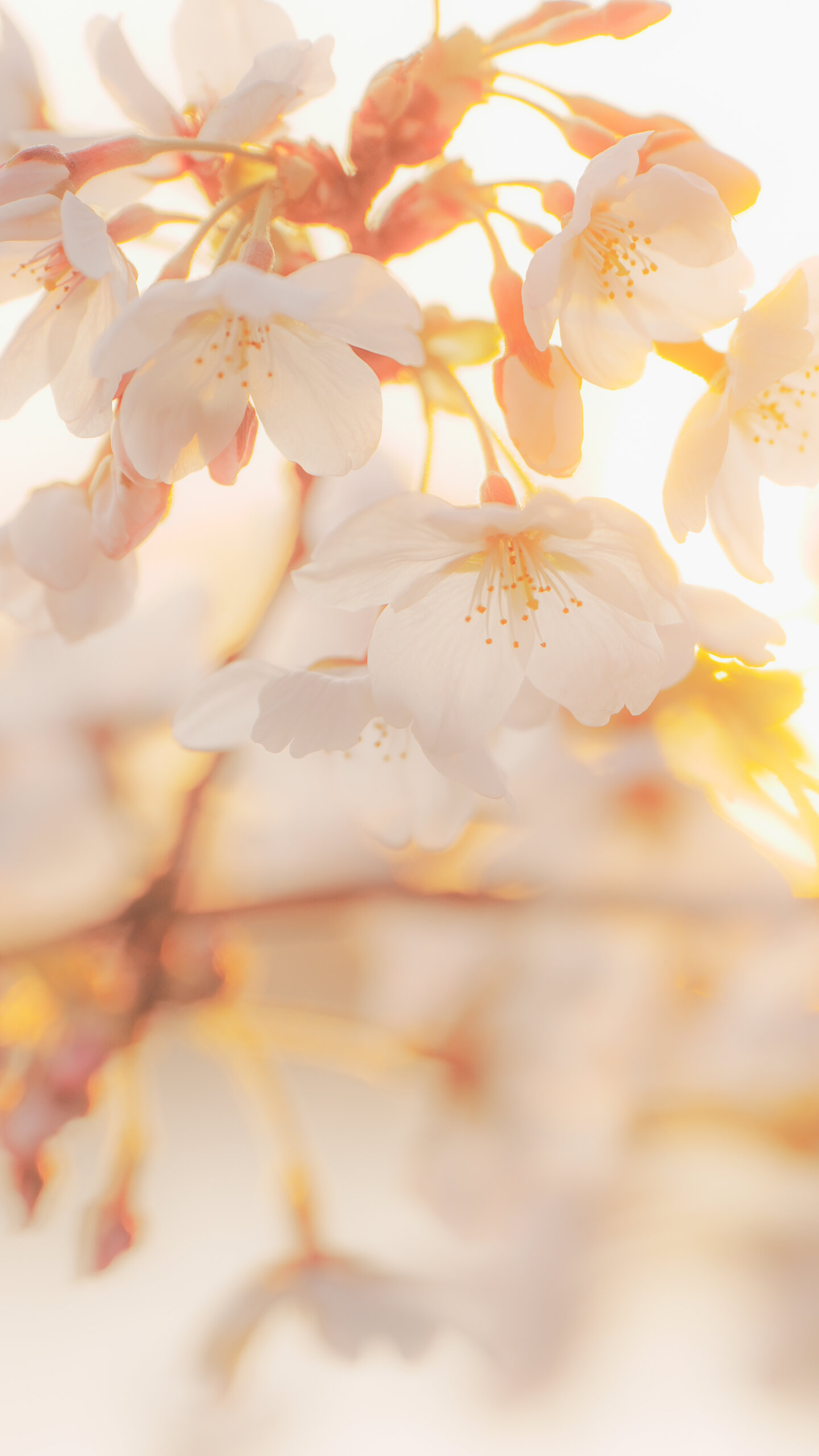 夕陽に照らされる桜(三重県鈴鹿市・石垣池公園)