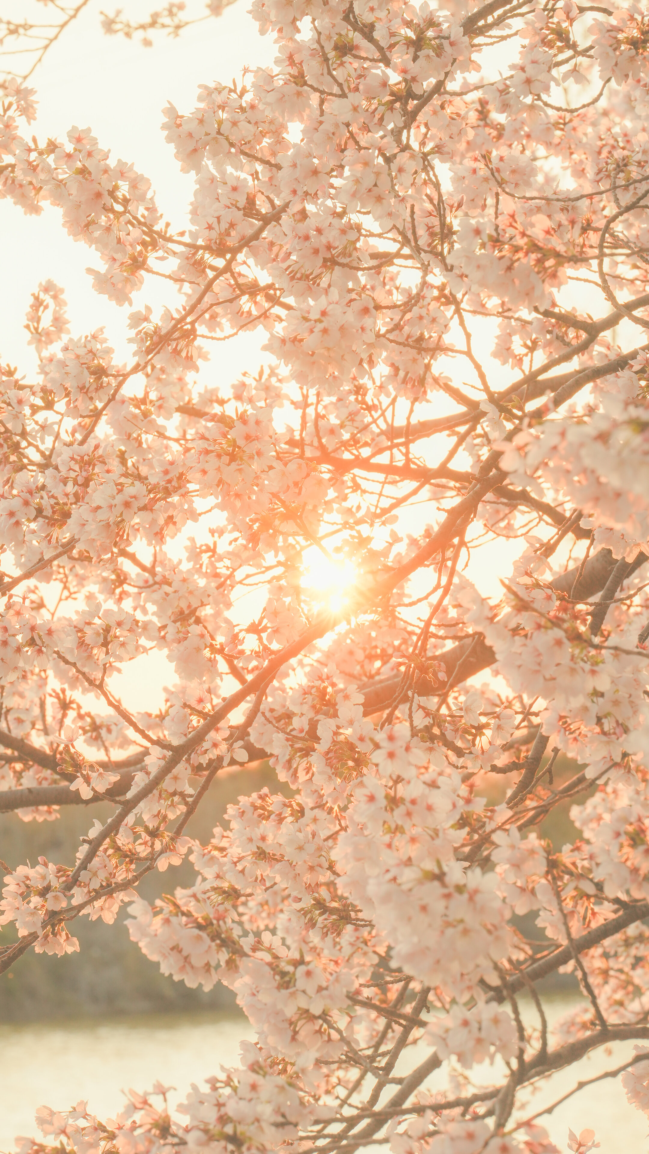 無料スマホ壁紙 夕陽が差し込む桜。AndroidとiPhoneに対応した4K高画質の無料待ち受け画像。三重県鈴鹿市の石垣池公園で撮影したフリー写真素材