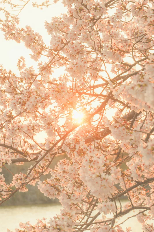 無料スマホ壁紙 夕陽が差し込む桜。AndroidとiPhoneに対応した4K高画質の無料待ち受け画像。三重県鈴鹿市の石垣池公園で撮影したフリー写真素材