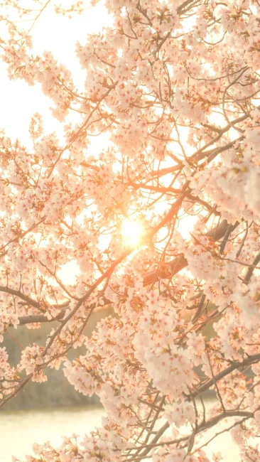 無料スマホ壁紙 夕陽が差し込む桜。AndroidとiPhoneに対応した4K高画質の無料待ち受け画像。三重県鈴鹿市の石垣池公園で撮影したフリー写真素材