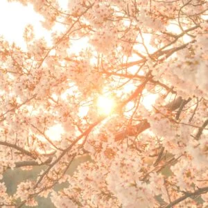 無料スマホ壁紙 夕陽が差し込む桜。AndroidとiPhoneに対応した4K高画質の無料待ち受け画像。三重県鈴鹿市の石垣池公園で撮影したフリー写真素材