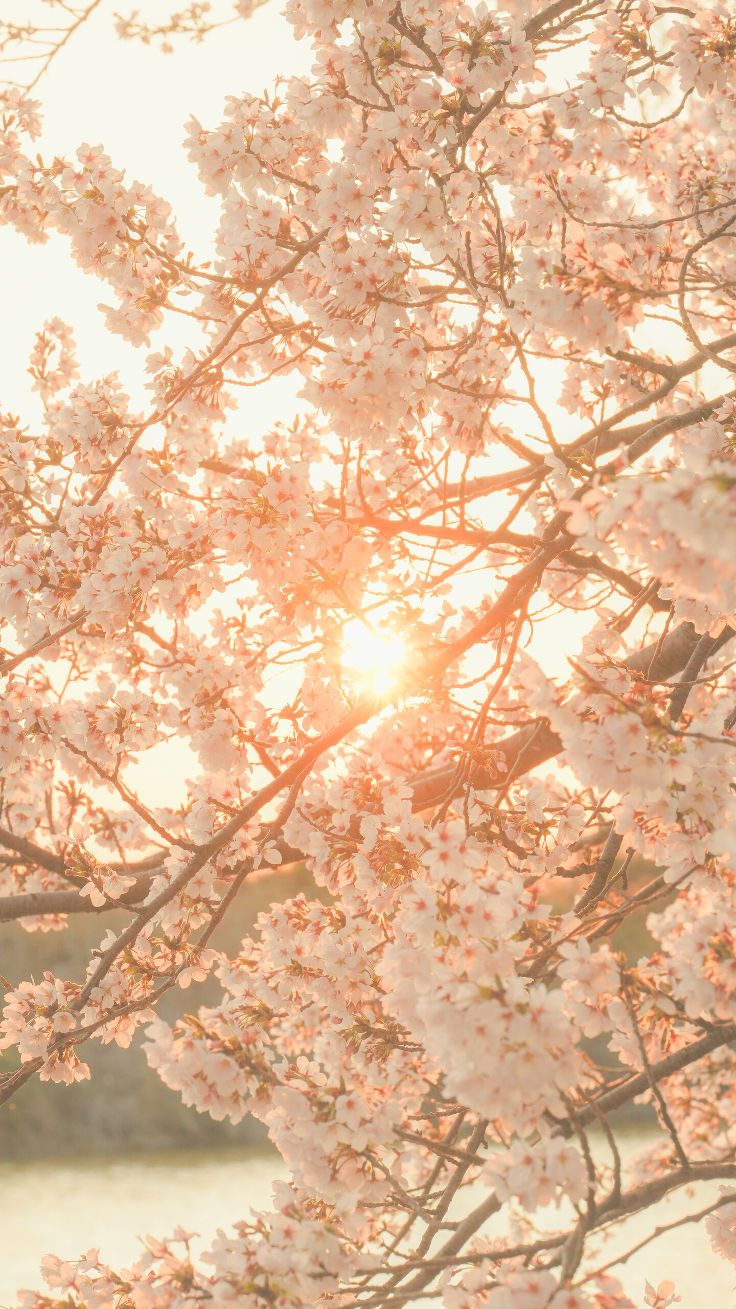 無料スマホ壁紙 夕陽が差し込む桜。AndroidとiPhoneに対応した4K高画質の無料待ち受け画像。三重県鈴鹿市の石垣池公園で撮影したフリー写真素材
