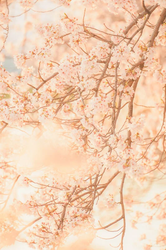 無料スマホ壁紙 春のそよ風に揺れる桜。AndroidとiPhoneに対応した4K高画質の無料待ち受け画像。三重県鈴鹿市の石垣池公園で撮影したフリー写真素材