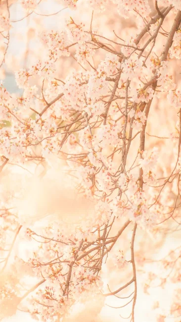 無料スマホ壁紙 春のそよ風に揺れる桜。AndroidとiPhoneに対応した4K高画質の無料待ち受け画像。三重県鈴鹿市の石垣池公園で撮影したフリー写真素材