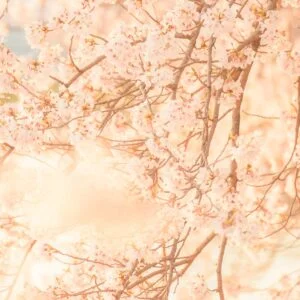 無料スマホ壁紙 春のそよ風に揺れる桜。AndroidとiPhoneに対応した4K高画質の無料待ち受け画像。三重県鈴鹿市の石垣池公園で撮影したフリー写真素材