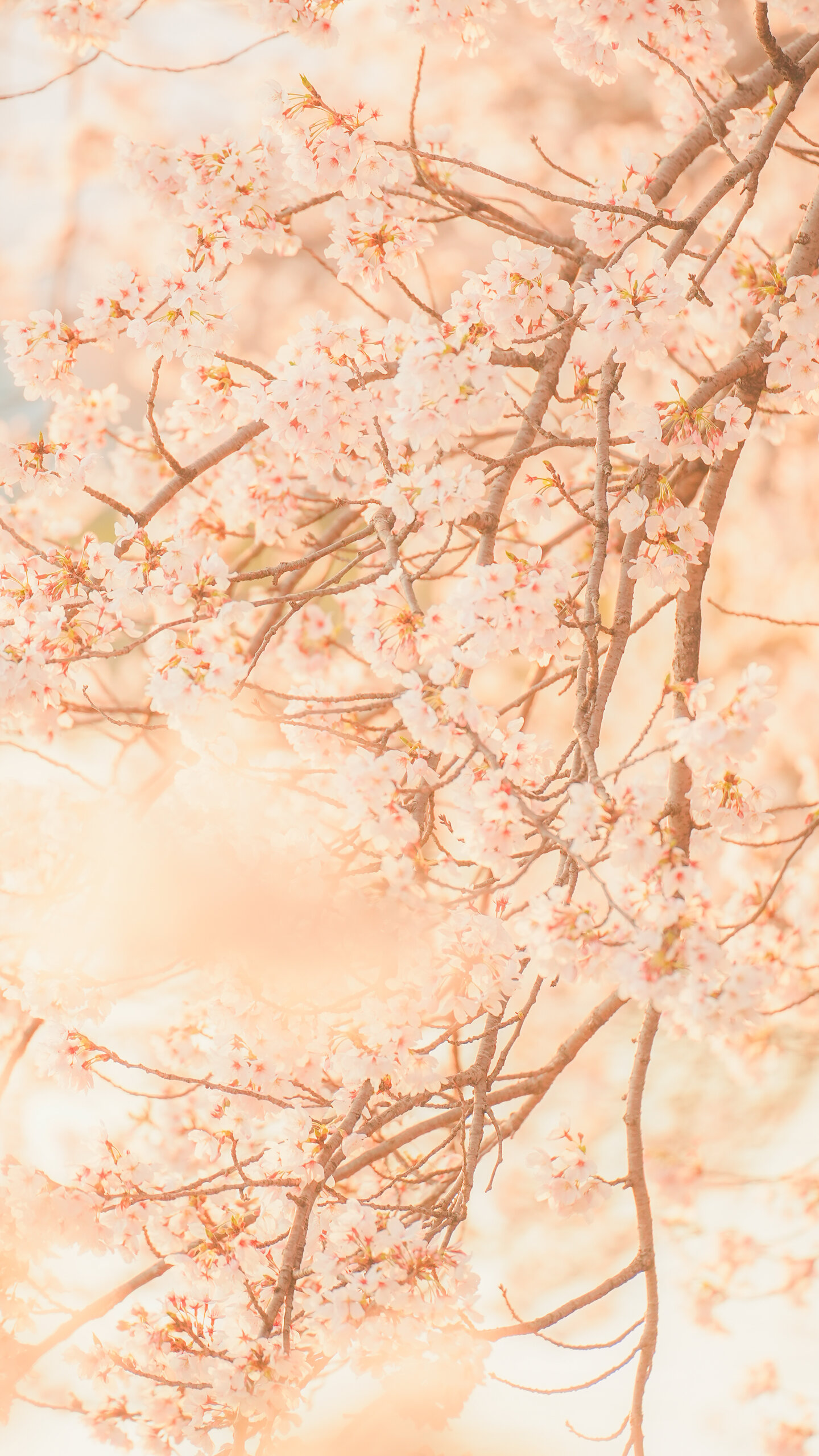 春のそよ風に揺れる桜(三重県鈴鹿市・石垣池公園)