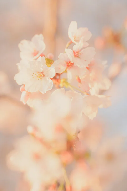 無料スマホ壁紙 西陽で輝く桜。AndroidとiPhoneに対応した4K高画質の無料待ち受け画像。三重県鈴鹿市の石垣池公園で撮影したフリー写真素材