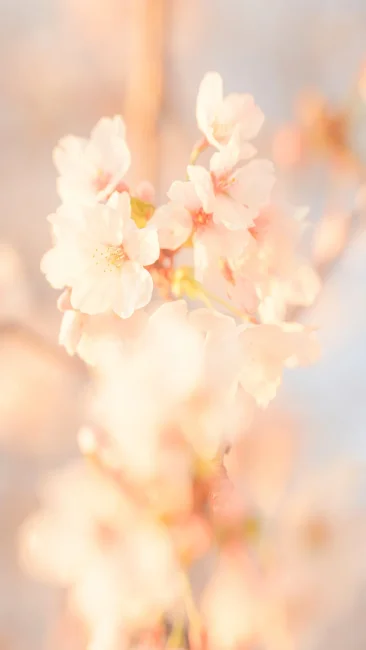 無料スマホ壁紙 西陽で輝く桜。AndroidとiPhoneに対応した4K高画質の無料待ち受け画像。三重県鈴鹿市の石垣池公園で撮影したフリー写真素材