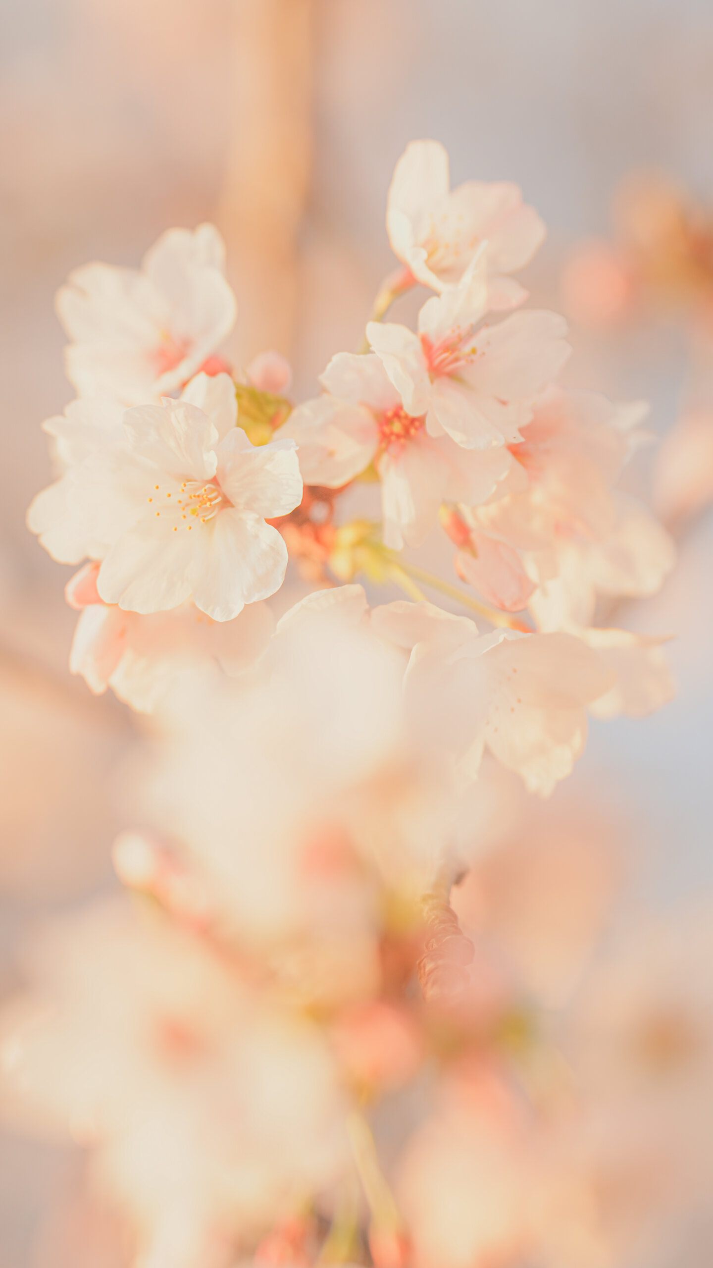 無料スマホ壁紙 西陽で輝く桜。AndroidとiPhoneに対応した4K高画質の無料待ち受け画像。三重県鈴鹿市の石垣池公園で撮影したフリー写真素材