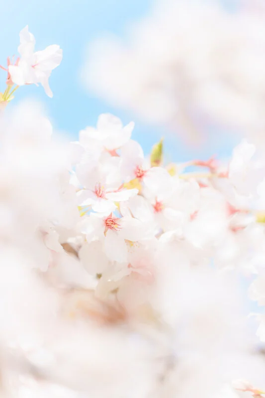 無料スマホ壁紙 春の青空と桜。AndroidとiPhoneに対応した4K高画質の無料待ち受け画像。三重県鈴鹿市の石垣池公園で撮影したフリー写真素材