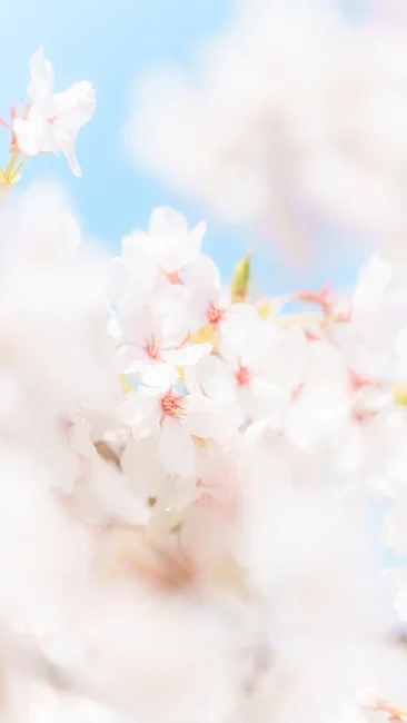 無料スマホ壁紙 春の青空と桜。AndroidとiPhoneに対応した4K高画質の無料待ち受け画像。三重県鈴鹿市の石垣池公園で撮影したフリー写真素材