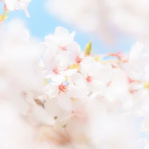 無料スマホ壁紙 春の青空と桜。AndroidとiPhoneに対応した4K高画質の無料待ち受け画像。三重県鈴鹿市の石垣池公園で撮影したフリー写真素材