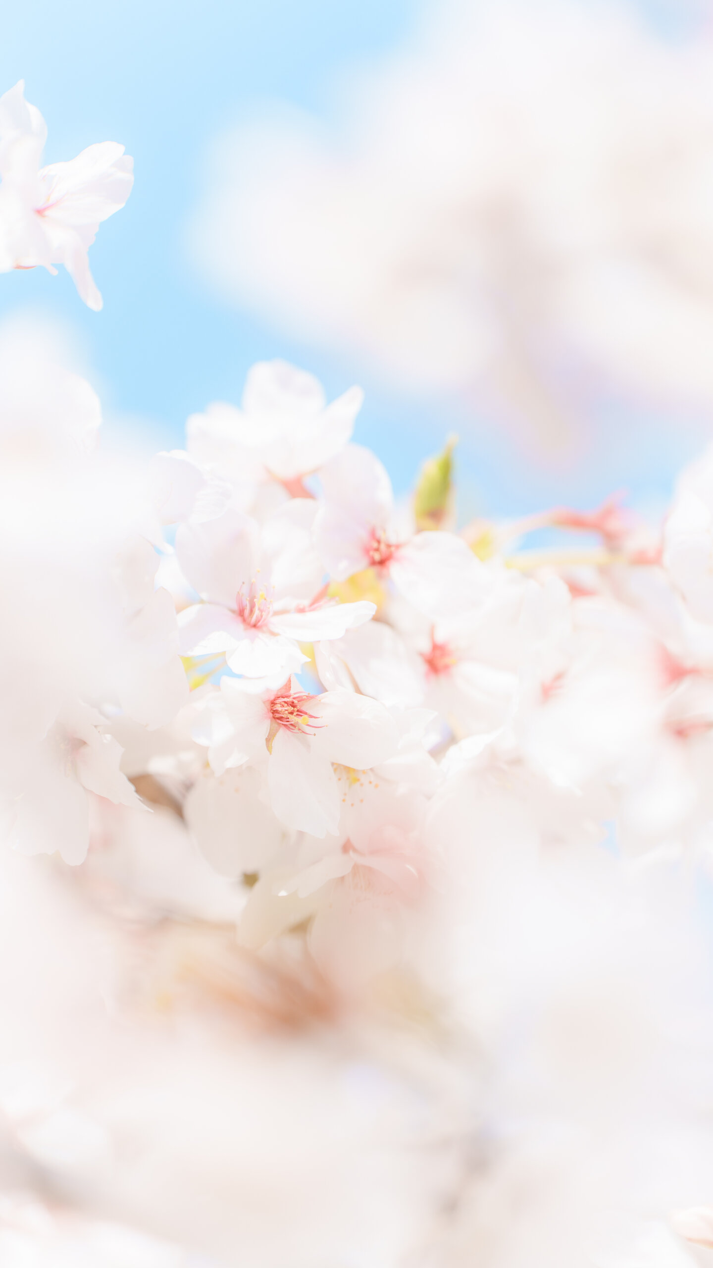 春の青空と桜(三重県鈴鹿市・石垣池公園)