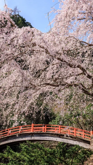 無料壁紙 忠五郎桜と赤い橋と青空。PCとデスクトップ壁紙に最適な4K高画質の無料壁紙。三重県大紀町の笠木渓谷で撮影したフリー写真素材