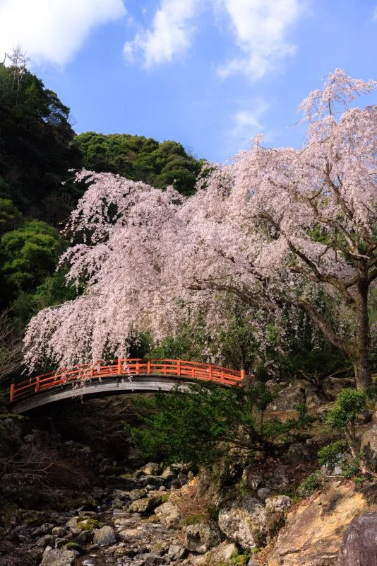 無料スマホ壁紙 赤い橋と１本桜。AndroidとiPhoneに対応した4K高画質の無料待ち受け画像。三重県大紀町の笠木渓谷で撮影したフリー写真素材