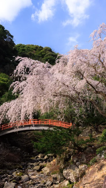 無料スマホ壁紙 赤い橋と１本桜。AndroidとiPhoneに対応した4K高画質の無料待ち受け画像。三重県大紀町の笠木渓谷で撮影したフリー写真素材