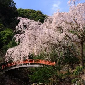 無料スマホ壁紙 赤い橋と１本桜。AndroidとiPhoneに対応した4K高画質の無料待ち受け画像。三重県大紀町の笠木渓谷で撮影したフリー写真素材