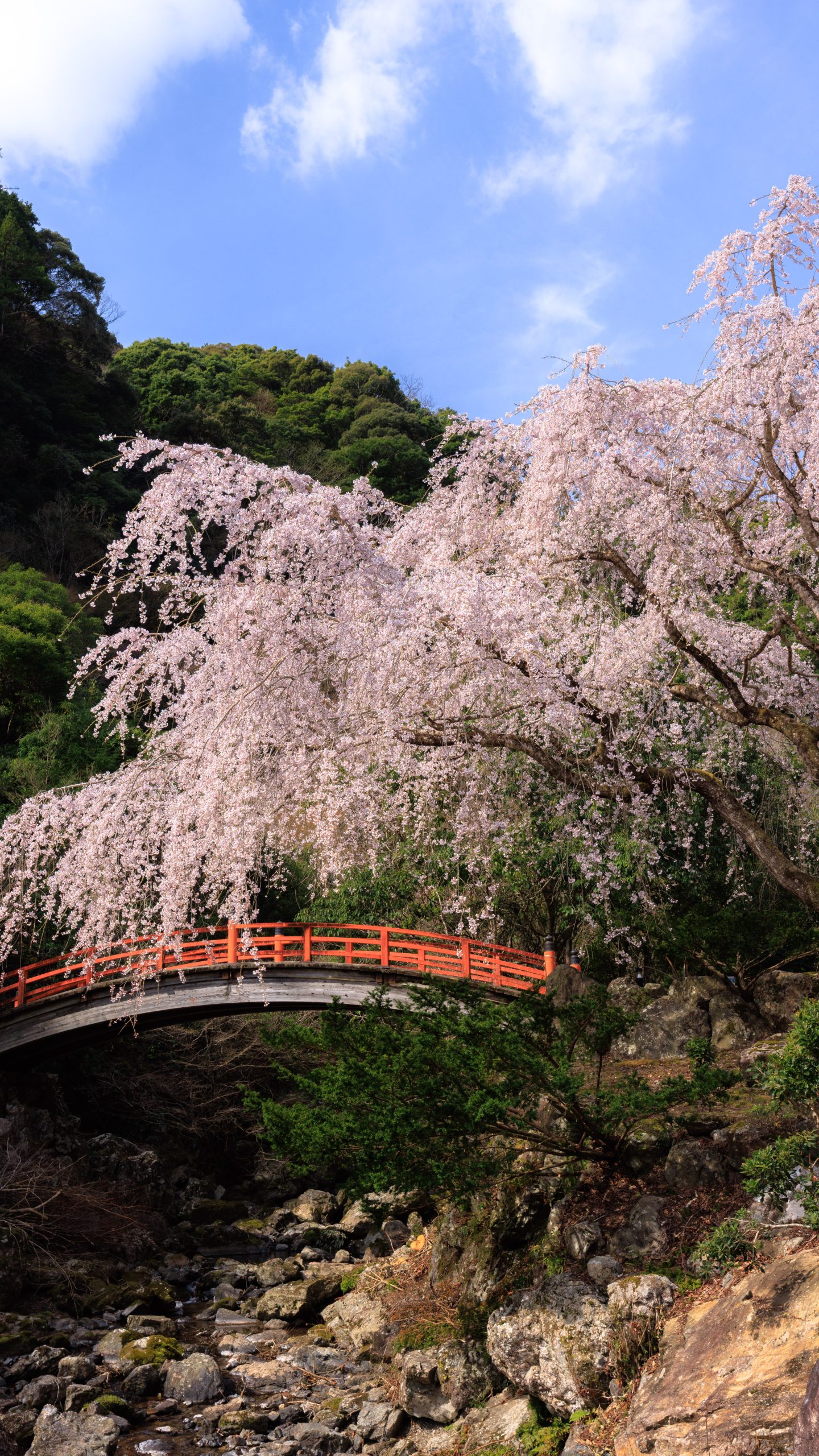無料スマホ壁紙 赤い橋と1本桜。AndroidとiPhoneに対応した4K高画質の無料待ち受け画像。三重県大紀町の笠木渓谷で撮影したフリー写真素材