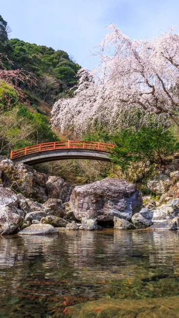 無料壁紙 笠木川の清流と忠五郎桜。PCとデスクトップ壁紙に最適な4K高画質の無料壁紙。三重県大紀町の笠木渓谷で撮影したフリー写真素材