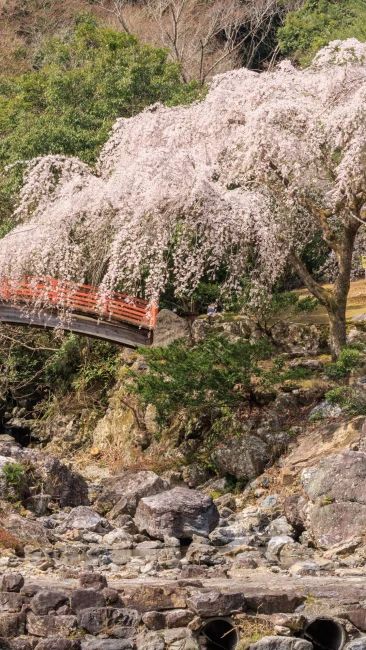 無料壁紙 ２代目忠五郎桜の周辺にある石橋。PCとデスクトップ壁紙に最適な4K高画質の無料壁紙。三重県大紀町の笠木渓谷で撮影したフリー写真素材