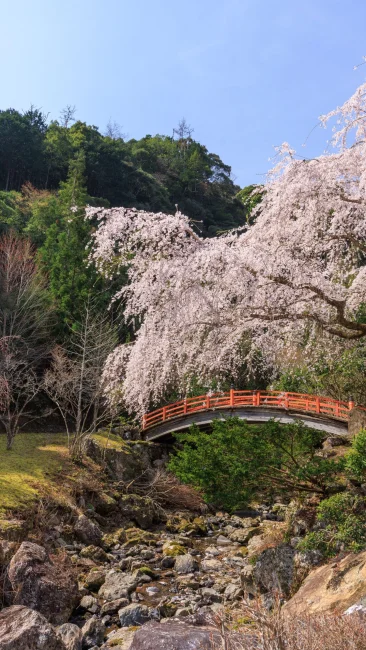 無料壁紙 ２代目忠五郎桜の周辺通路。PCとデスクトップ壁紙に最適な4K高画質の無料壁紙。三重県大紀町の笠木渓谷で撮影したフリー写真素材