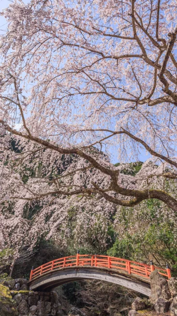 無料壁紙 ２代目忠五郎桜の下から青空を眺める。PCとデスクトップ壁紙に最適な4K高画質の無料壁紙。三重県大紀町の笠木渓谷で撮影したフリー写真素材