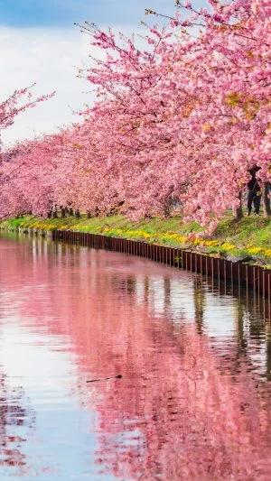 無料壁紙 河津桜リフレクション。PCとデスクトップ壁紙に最適な4K高画質の無料壁紙。三重県松阪市の笠松河津桜ロードで撮影したフリー写真素材