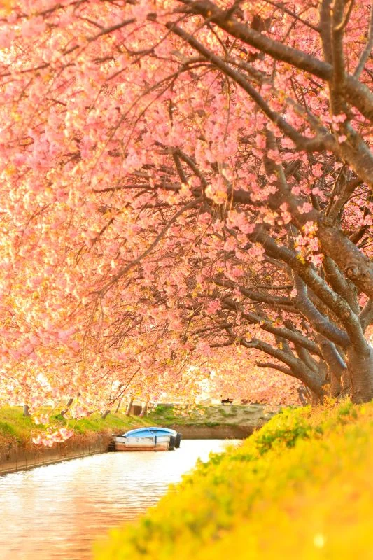 無料スマホ壁紙 夕焼けの河津桜ロード。AndroidとiPhoneに対応した4K高画質の無料待ち受け画像。三重県松阪市の笠松河津桜ロードで撮影したフリー写真素材