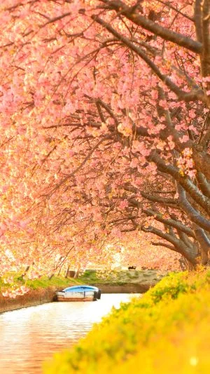 無料スマホ壁紙 夕焼けの河津桜ロード。AndroidとiPhoneに対応した4K高画質の無料待ち受け画像。三重県松阪市の笠松河津桜ロードで撮影したフリー写真素材