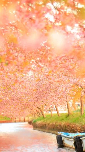 無料壁紙 夕焼けの河津桜。PCとデスクトップ壁紙に最適な4K高画質の無料壁紙。三重県松阪市の笠松河津桜ロードで撮影したフリー写真素材