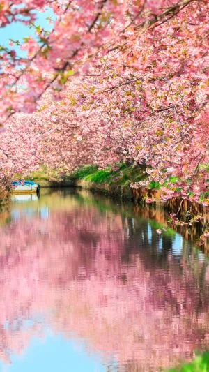 無料壁紙 水面に映る春。PCとデスクトップ壁紙に最適な4K高画質の無料壁紙。三重県松阪市の笠松河津桜ロードで撮影したフリー写真素材
