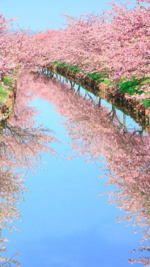 無料スマホ壁紙 絶景リフレクション。AndroidとiPhoneに対応した4K高画質の無料待ち受け画像。三重県松阪市の笠松河津桜ロードで撮影したフリー写真素材