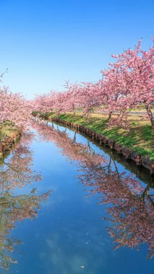 無料スマホ壁紙 春の空。AndroidとiPhoneに対応した4K高画質の無料待ち受け画像。三重県松阪市の笠松河津桜ロードで撮影したフリー写真素材