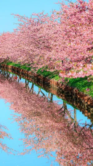 無料壁紙 青空とリフレクション。PCとデスクトップ壁紙に最適な4K高画質の無料壁紙。三重県松阪市の笠松河津桜ロードで撮影したフリー写真素材