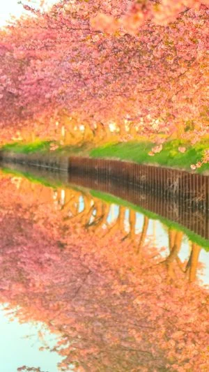 無料壁紙 朝日に照らされる河津桜。PCとデスクトップ壁紙に最適な4K高画質の無料壁紙。三重県松阪市の笠松河津桜ロードで撮影したフリー写真素材