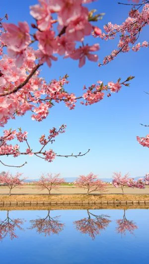 無料壁紙 河津桜の映る水路。PCとデスクトップ壁紙に最適な4K高画質の無料壁紙。三重県松阪市の笠松河津桜ロードで撮影したフリー写真素材