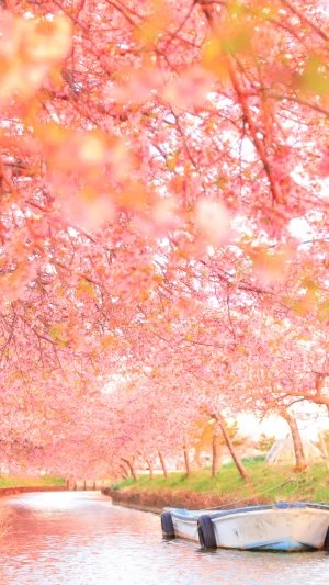 無料スマホ壁紙 河津桜のファンタジー。AndroidとiPhoneに対応した4K高画質の無料待ち受け画像。三重県松阪市の笠松河津桜ロードで撮影したフリー写真素材