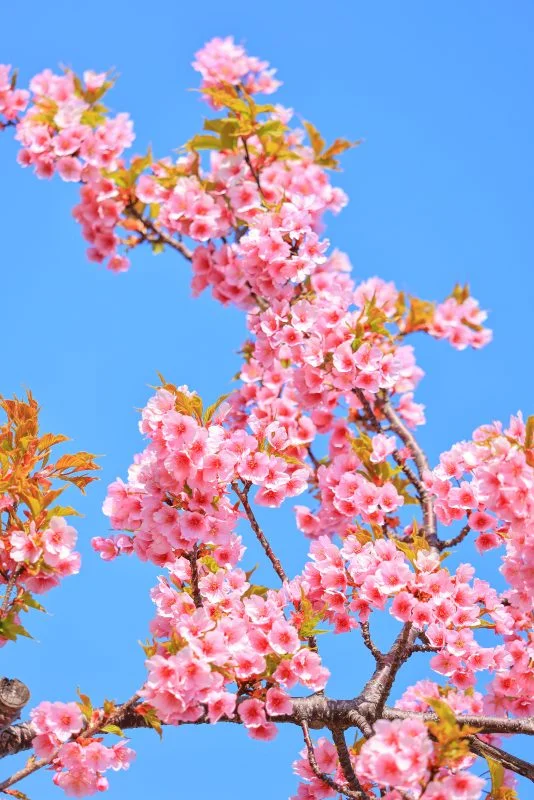 無料スマホ壁紙 河津桜の花びら。AndroidとiPhoneに対応した4K高画質の無料待ち受け画像。三重県松阪市の笠松河津桜ロードで撮影したフリー写真素材