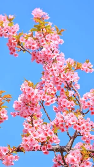 無料スマホ壁紙 河津桜の花びら。AndroidとiPhoneに対応した4K高画質の無料待ち受け画像。三重県松阪市の笠松河津桜ロードで撮影したフリー写真素材