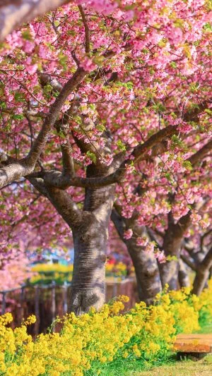 無料壁紙 河津桜と菜の花。PCとデスクトップ壁紙に最適な4K高画質の無料壁紙。三重県松阪市の笠松河津桜ロードで撮影したフリー写真素材