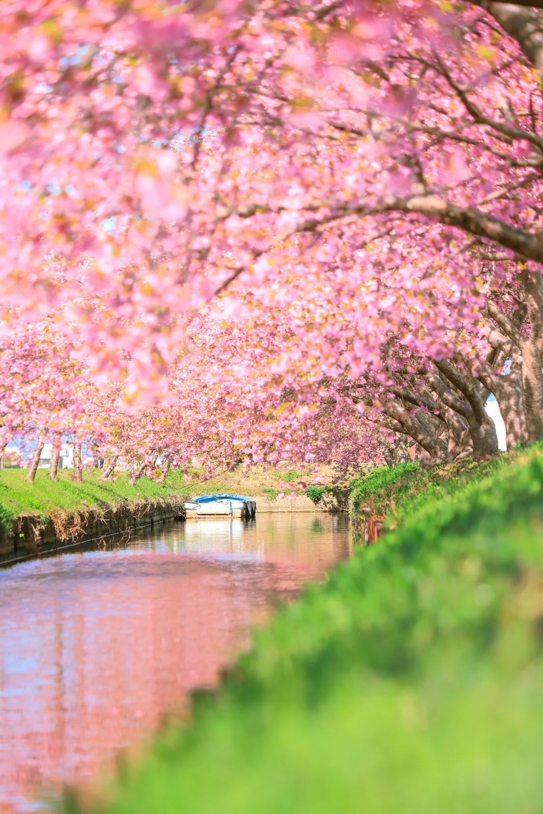 無料スマホ壁紙 春色。AndroidとiPhoneに対応した4K高画質の無料待ち受け画像。三重県松阪市の笠松河津桜ロードで撮影したフリー写真素材