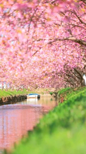 無料スマホ壁紙 春色。AndroidとiPhoneに対応した4K高画質の無料待ち受け画像。三重県松阪市の笠松河津桜ロードで撮影したフリー写真素材