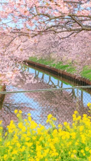 無料スマホ壁紙 河津桜と菜の花のリフレクション。AndroidとiPhoneに対応した4K高画質の無料待ち受け画像。三重県松阪市の笠松河津桜ロードで撮影したフリー写真素材