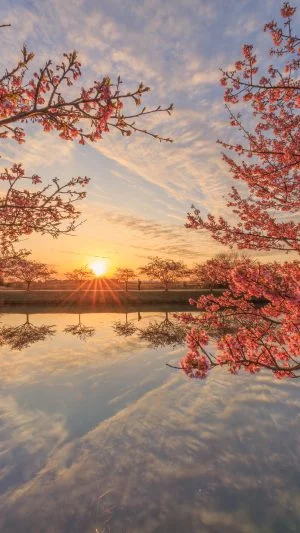 無料スマホ壁紙 河津桜と朝陽のリフレクション。AndroidとiPhoneに対応した4K高画質の無料待ち受け画像。三重県松阪市の笠松河津桜ロードで撮影したフリー写真素材