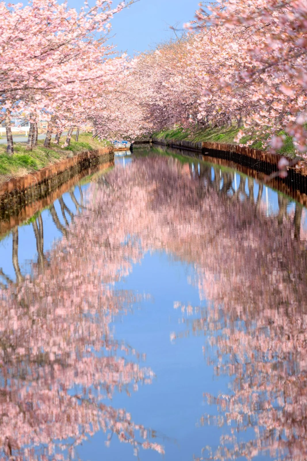 無料スマホ壁紙 早朝に現れる絶景リフレクション。AndroidとiPhoneに対応した4K高画質の無料待ち受け画像。三重県松阪市の笠松河津桜ロードで撮影したフリー写真素材