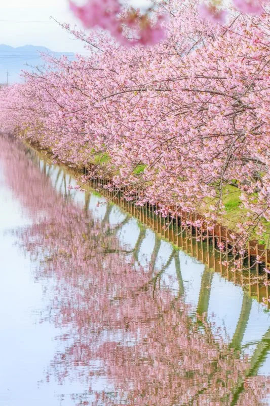 無料スマホ壁紙 河津桜の水鏡。AndroidとiPhoneに対応した4K高画質の無料待ち受け画像。三重県松阪市の笠松河津桜ロードで撮影したフリー写真素材