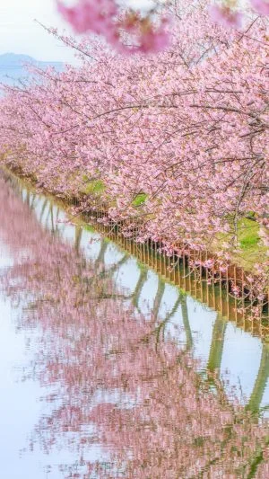 無料スマホ壁紙 河津桜の水鏡。AndroidとiPhoneに対応した4K高画質の無料待ち受け画像。三重県松阪市の笠松河津桜ロードで撮影したフリー写真素材